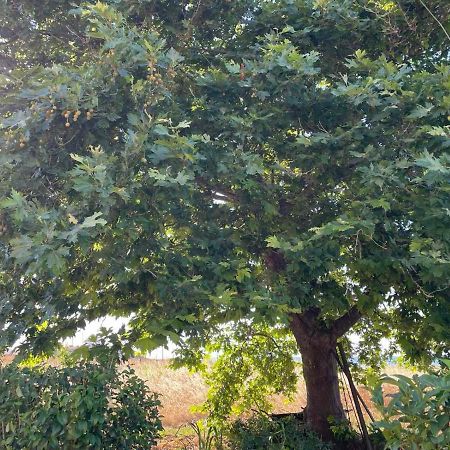 Platanos Leilighet Samothráki Eksteriør bilde